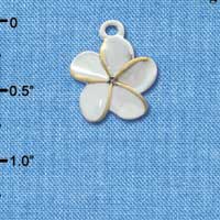 C3264 - Silver Plumeria Flower Gold Edging - Silver Charm